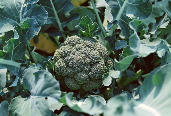 西兰花/花椰菜的养植办法和留意事项 西兰花/花椰菜的养殖办法和留意事项:播种移植养护