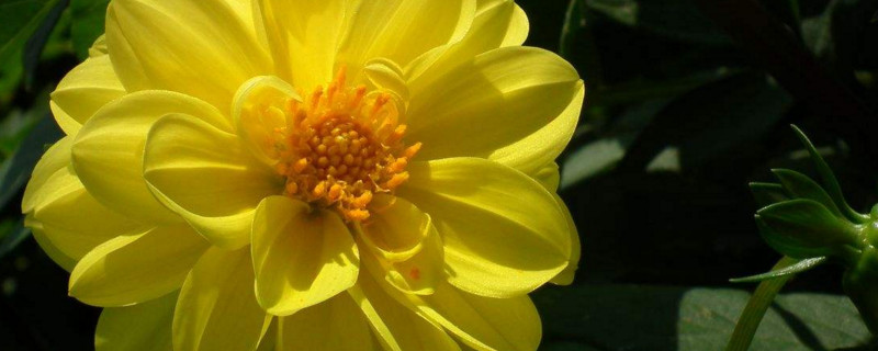 小丽花花苞蔫了如何回事