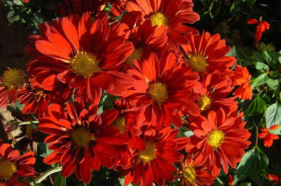 小丽花花苞蔫了如何回事