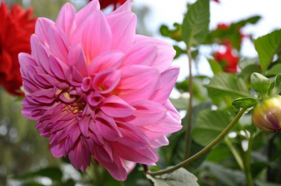 小丽花花苞蔫了如何回事