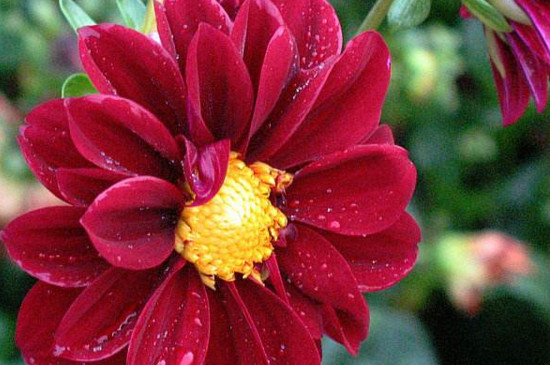 小丽花花苞蔫了如何回事