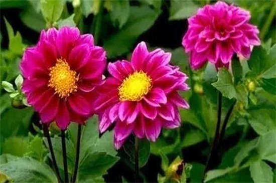 小丽花什么时候开花