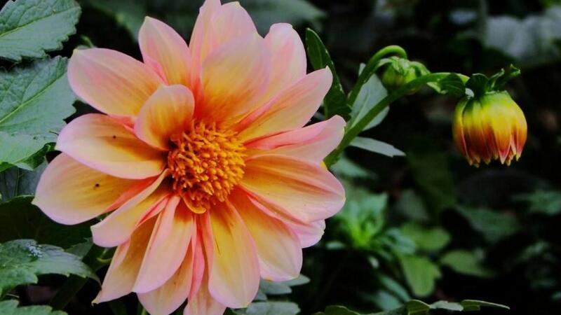 小丽花的养殖办法和留意事项