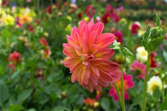 小丽花的养殖办法和留意事项