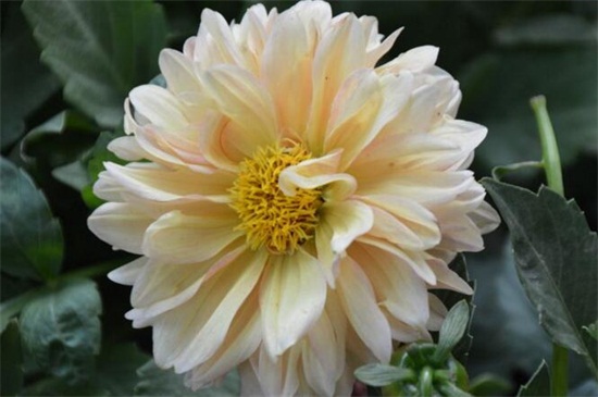 小丽花的养殖办法和留意事项