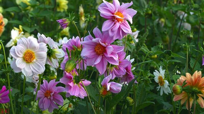 小丽花种子如何种