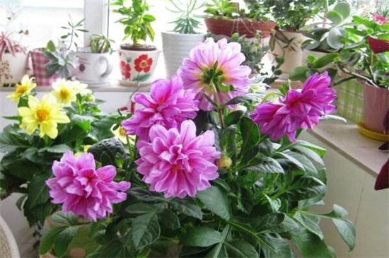 小丽花种子如何种