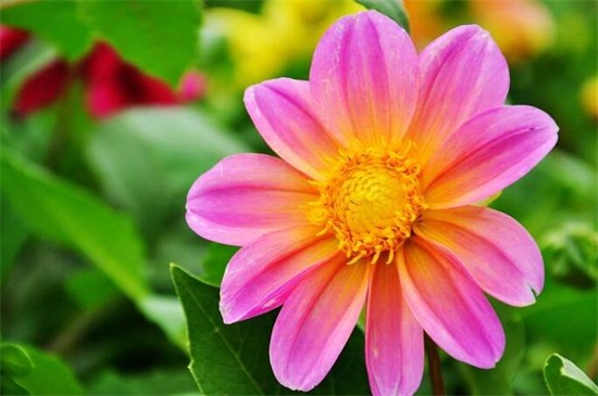 小丽花种子如何种