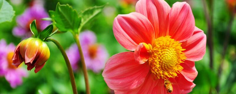 小丽花的养殖办法和留意事项