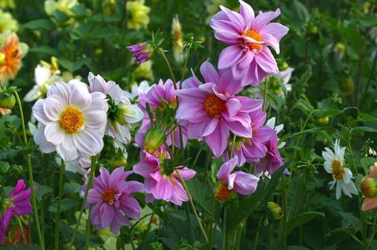 小丽花的养殖办法和留意事项