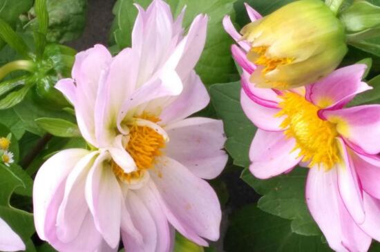 小丽花的养殖办法和留意事项