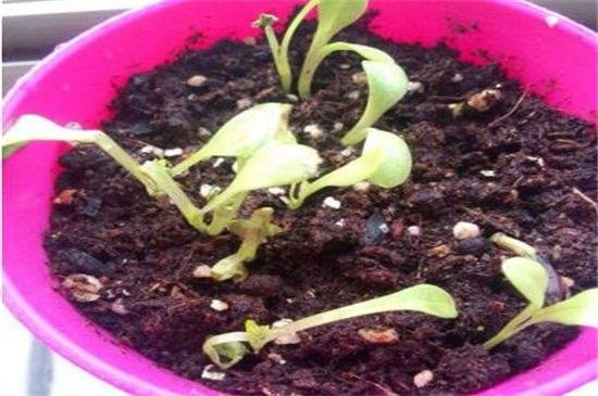 小丽花种子如何种，详解小丽花的播种和养殖办法