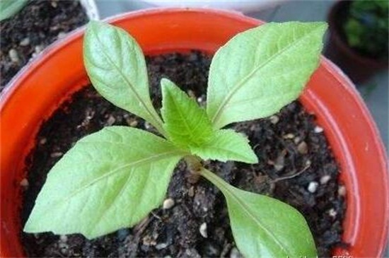 小丽花种子如何种，详解小丽花的播种和养殖办法