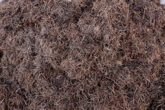 小丽花种子如何种，详解小丽花的播种和养殖办法