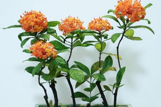 小丽花种子如何种，详解小丽花的播种和养殖办法