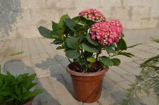 小丽花种子如何种，详解小丽花的播种和养殖办法