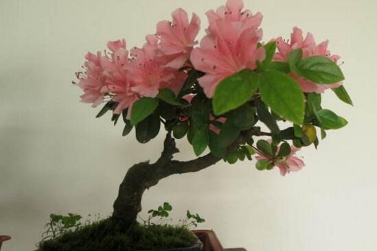 小丽花种子如何种，详解小丽花的播种和养殖办法