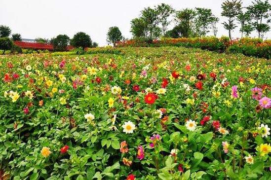小丽花种子如何种，详解小丽花的播种和养殖办法