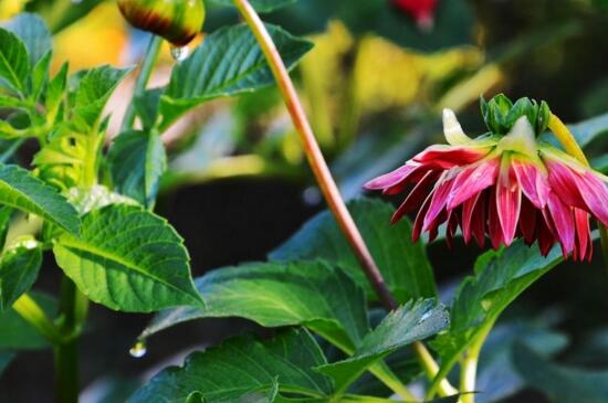 小丽花种子如何种，详解小丽花的播种和养殖办法