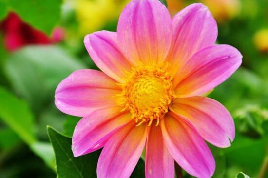 小丽花种子如何种，详解小丽花的播种和养殖办法