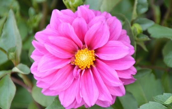 小丽花的颜色有多少种：有大红、紫红、墨红等等