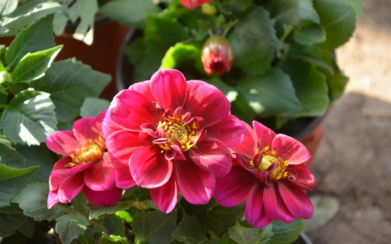 小丽花的颜色有多少种：有大红、紫红、墨红等等