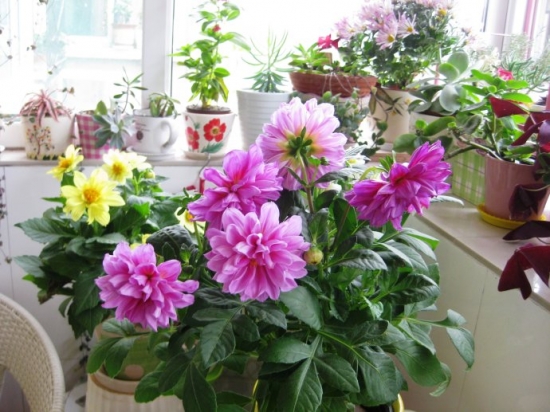 小丽花的颜色有多少种：有大红、紫红、墨红等等