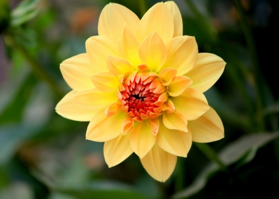 小丽花的颜色有多少种：有大红、紫红、墨红等等