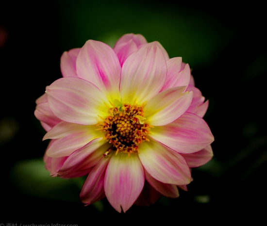 小丽花的颜色有多少种：有大红、紫红、墨红等等