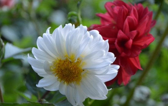 小丽花的颜色有多少种：有大红、紫红、墨红等等