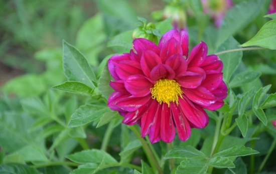 小丽花的花期：7-10月