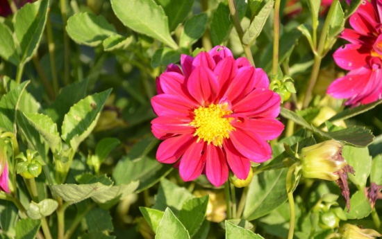 小丽花的花期：7-10月