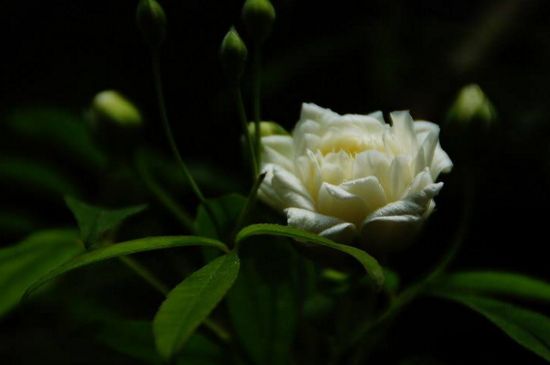 木香花为何叫鬼招手