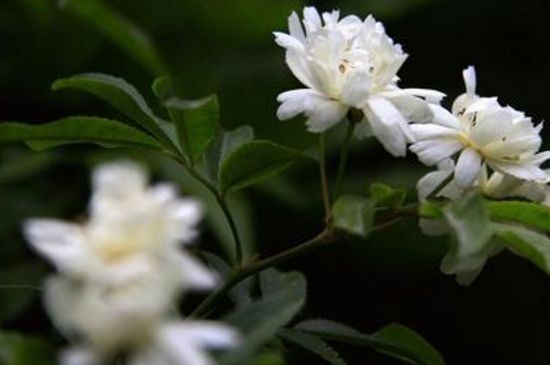 木香花为何叫鬼招手