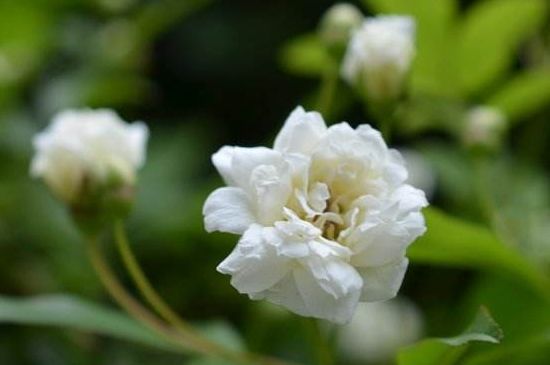 木香花为何叫鬼招手