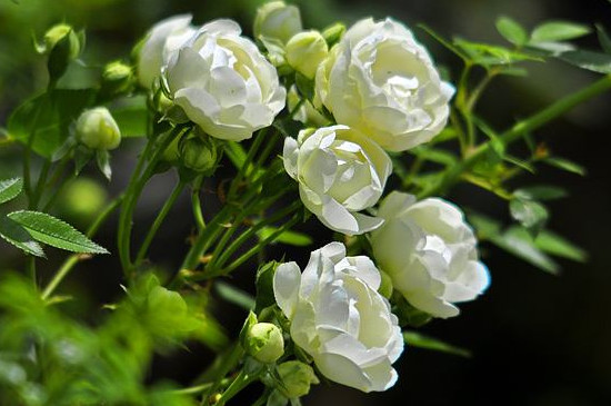 木香叶子发黄掉叶子