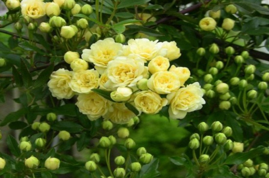 木香花为何不能种