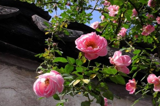 木香花如何施肥，幼期追施基肥促进根系生长