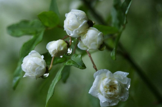 木香花如何施肥，幼期追施基肥促进根系生长