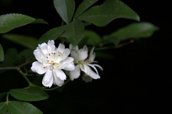 木香花如何施肥，幼期追施基肥促进根系生长