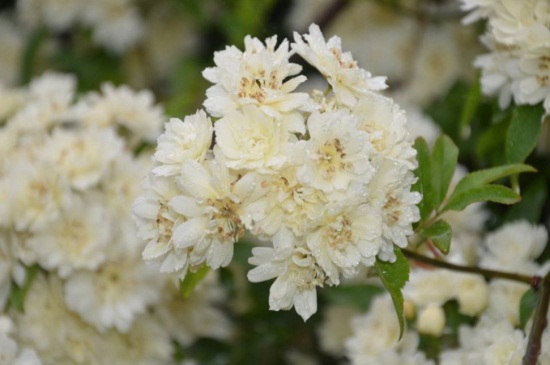 木香花如何施肥，幼期追施基肥促进根系生长