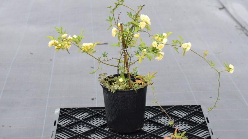 木香花如何扦插