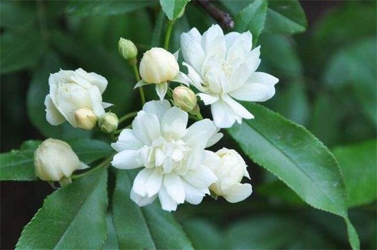 木香花如何扦插