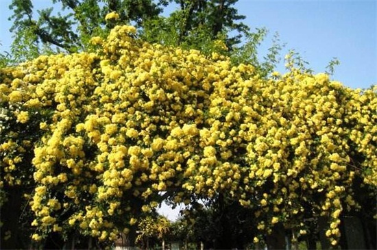 木香花如何扦插