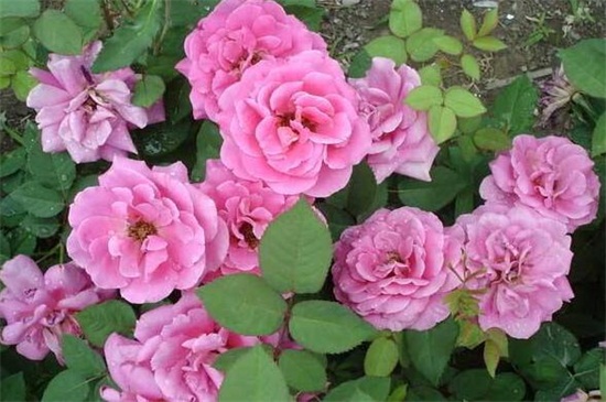 红木香花是月季吗,科属花期形态都不同