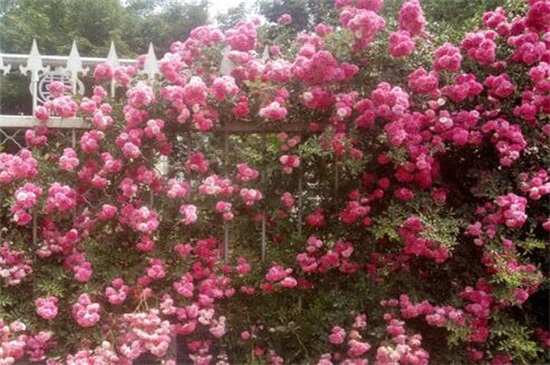 红木香花是月季吗,科属花期形态都不同