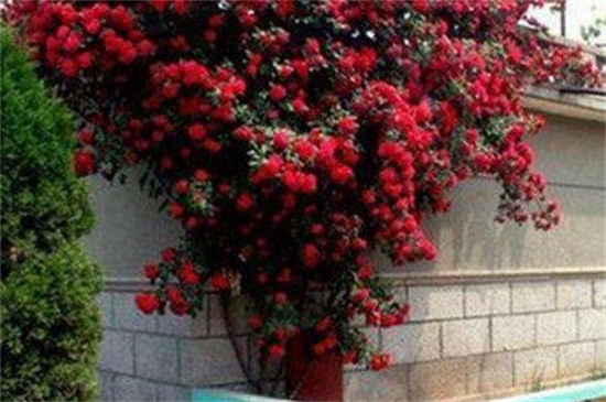 红木香花是月季吗，科属花期形态都不同