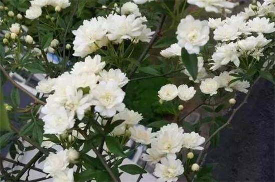 木香花的缺点,害怕土壤潮湿使其烂根