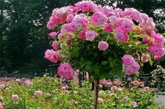 木香花的缺点,害怕土壤潮湿使其烂根