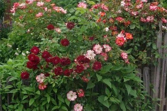 木香花的缺点,害怕土壤潮湿使其烂根